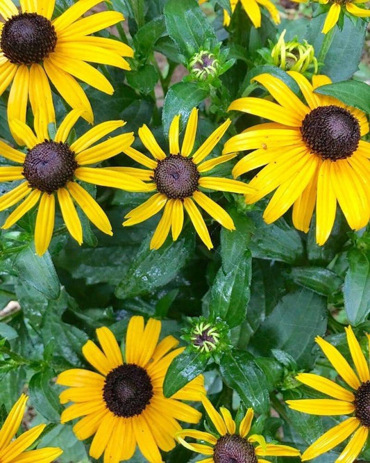 BLACK EYED SUSAN Seeds - Yellow Annual Rudbeckia hirta Seed Homegrown in Missouri Garden - Gardening, Planting, Flower, Flowers, Yellow