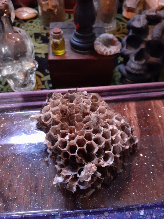 Wasps Nest for Black Magick Voodoo Wasp Hornet Nest 3"-4" FRESH from 2023 in the Ozarks of Missouri Spell Ingredient for Pagan Witch